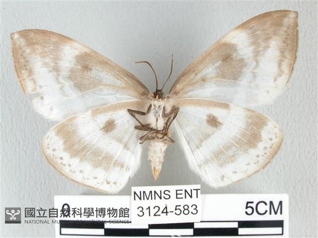 圓翅大鉤蛾藏品圖，第2張