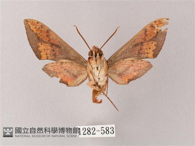 臺灣白肩天蛾藏品圖，第2張