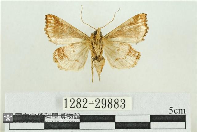 弧角散紋夜蛾藏品圖，第2張