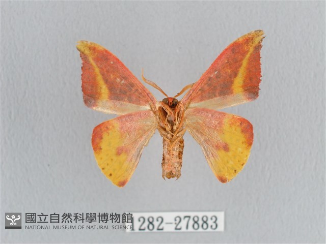 鉛斑帶鉤蛾藏品圖，第2張