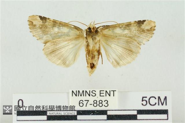 連珠波紋蛾藏品圖，第2張