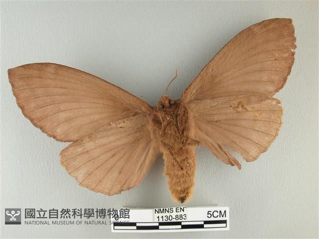 波紋枯葉蛾藏品圖，第2張