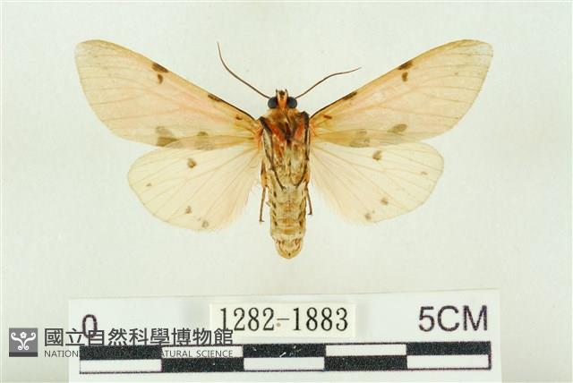 棍棒污燈蛾藏品圖，第2張