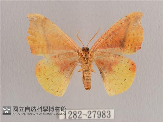 接骨木帶鉤蛾藏品圖，第2張