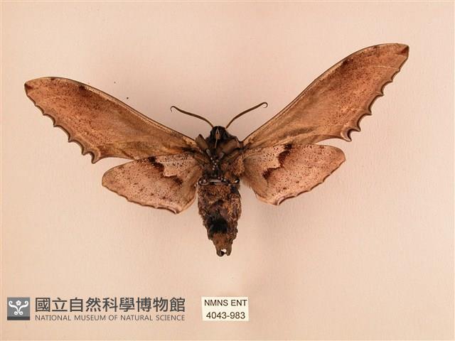 臺灣鋸翅天蛾藏品圖，第2張