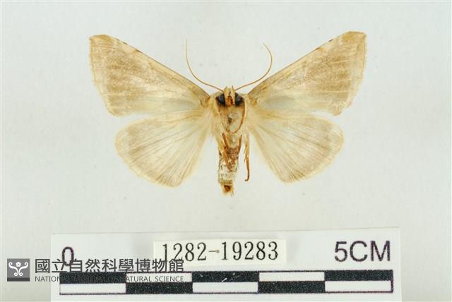 印華波紋蛾藏品圖，第2張