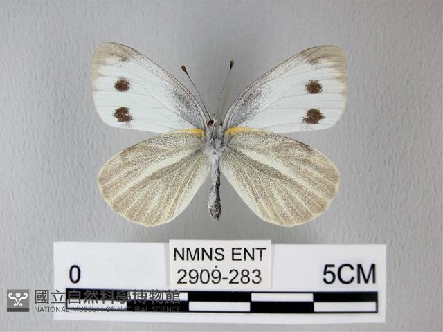 緣點白粉蝶藏品圖，第2張