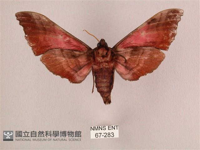 桃紅六點天蛾藏品圖，第2張