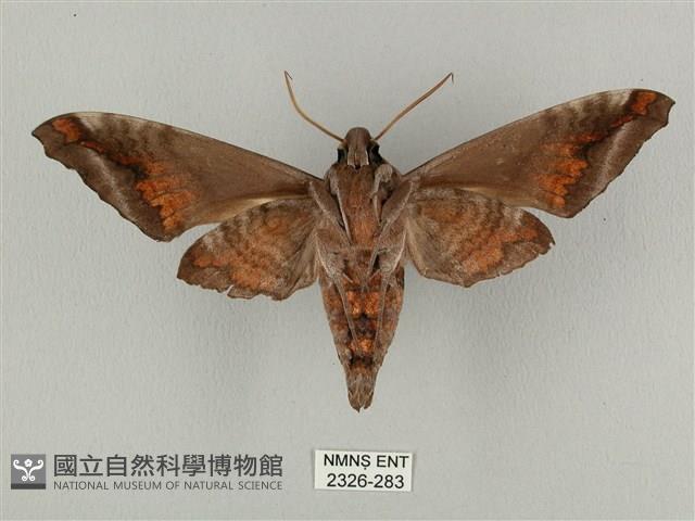 全緣缺角天蛾藏品圖，第2張