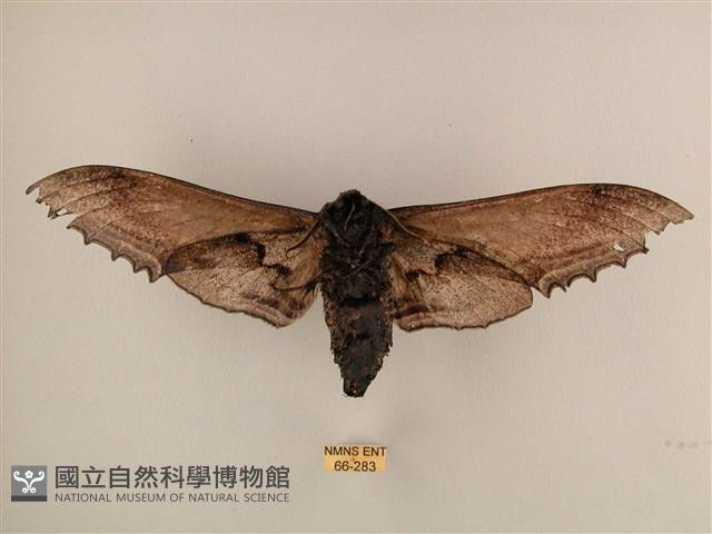 臺灣鋸翅天蛾藏品圖，第2張