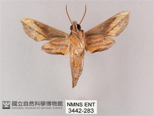 斜綠天蛾藏品圖，第2張