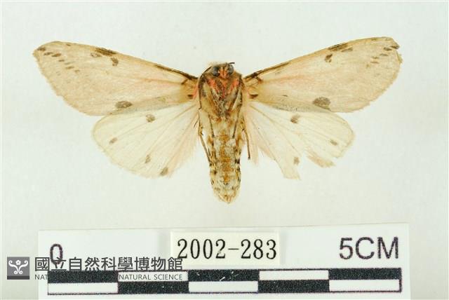 棍棒污燈蛾藏品圖，第2張