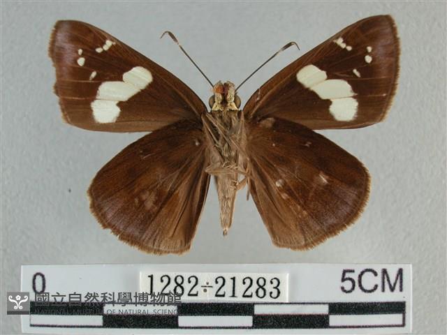 曲紋袖弄蝶藏品圖，第2張