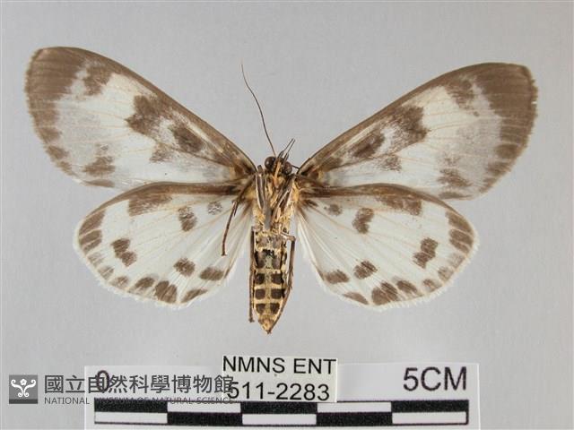 扭擬燈蛾藏品圖，第2張