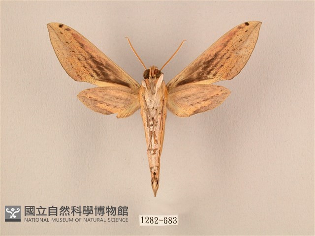 棕綠背線天蛾藏品圖，第2張