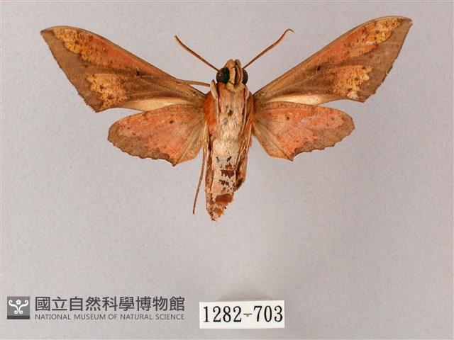 雙斑白肩天蛾藏品圖，第2張