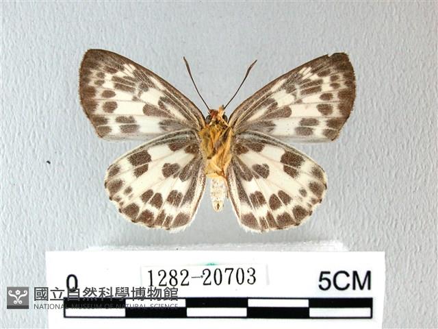 白弄蝶藏品圖，第2張