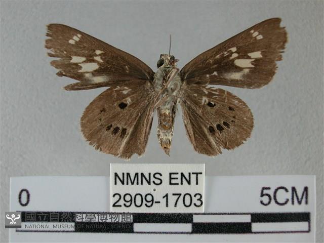 黑星弄蝶藏品圖，第2張