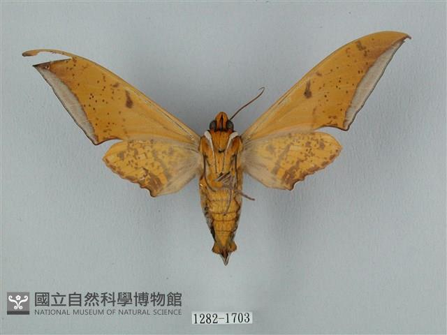 圓斑鷹翅天蛾藏品圖，第2張