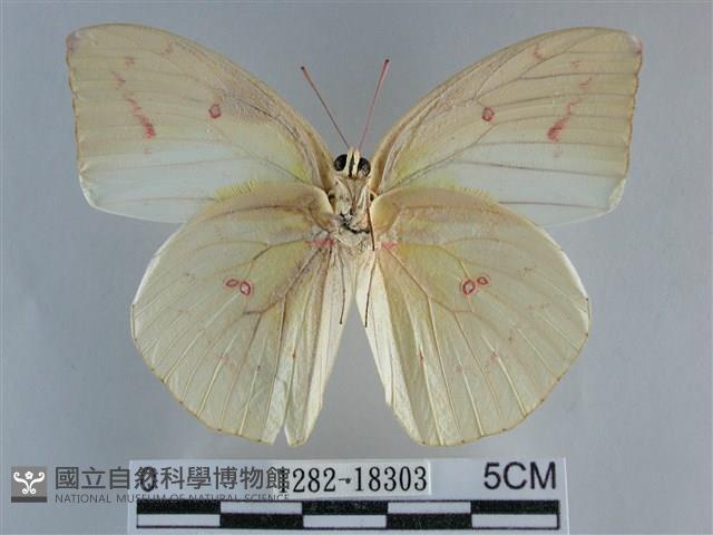 遷粉蝶、淡黃蝶藏品圖，第2張