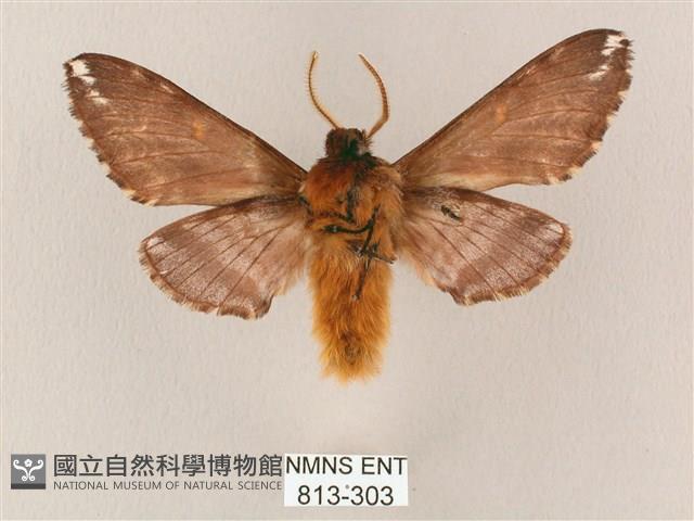 井上氏絨毛天蛾藏品圖，第2張