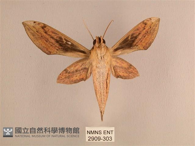 背線天蛾藏品圖，第2張