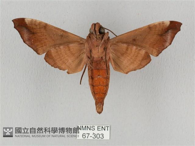 姬缺角天蛾藏品圖，第2張