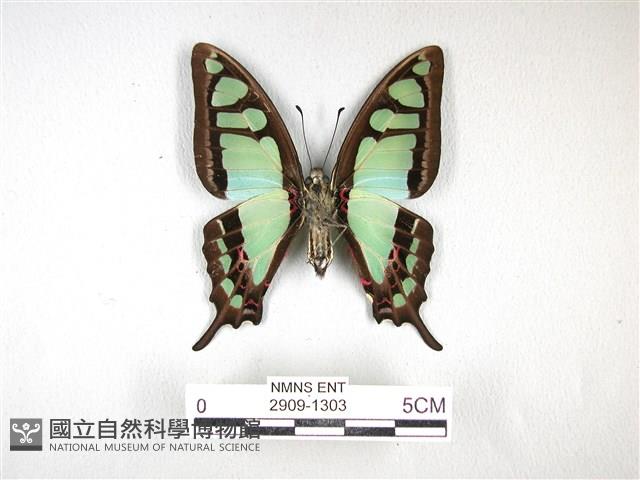 寬帶青鳳蝶藏品圖，第2張
