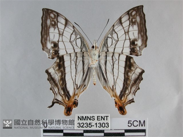 網絲蛺蝶、石牆蝶藏品圖，第2張