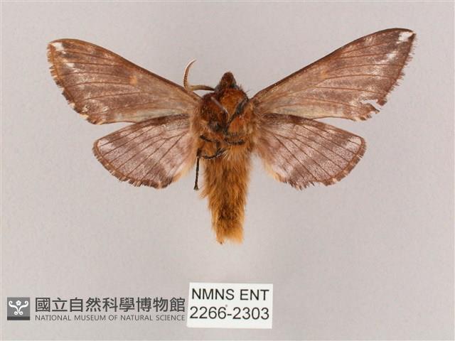 井上氏絨毛天蛾藏品圖，第2張