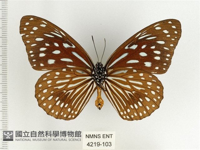 小紋青斑蝶藏品圖，第2張