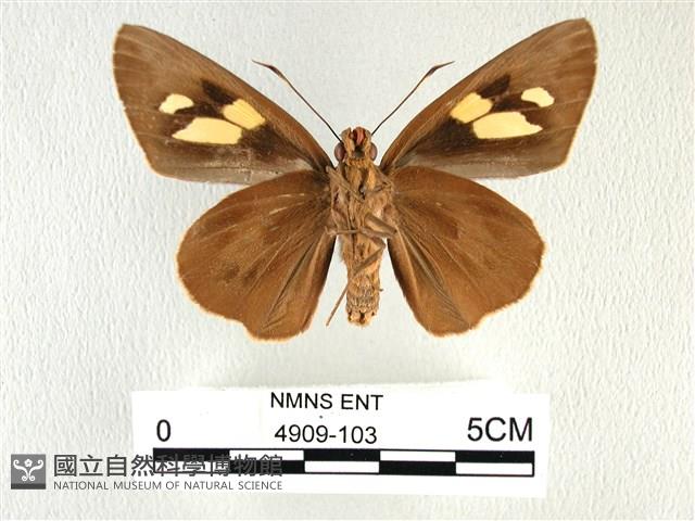 香蕉弄蝶藏品圖，第2張