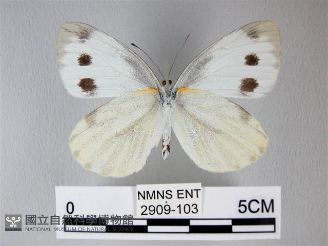 緣點白粉蝶藏品圖，第2張