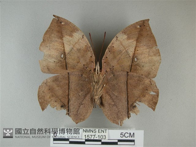 枯葉蝶藏品圖，第2張