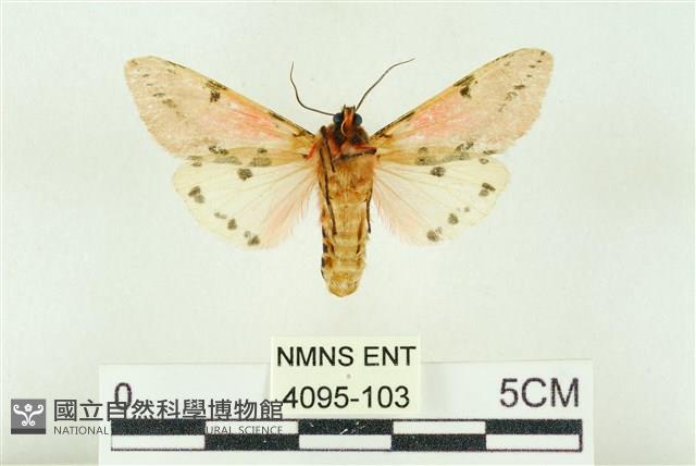 棍棒污燈蛾藏品圖，第2張