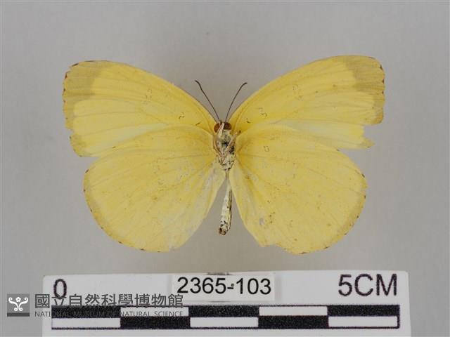 亮色黃蝶藏品圖，第2張