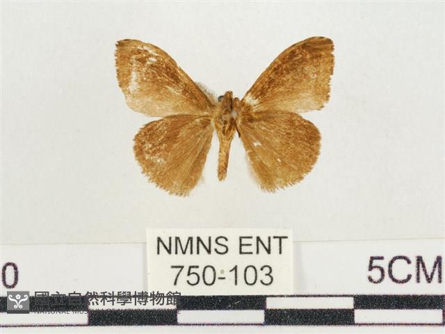 小白紋毒蛾藏品圖，第2張