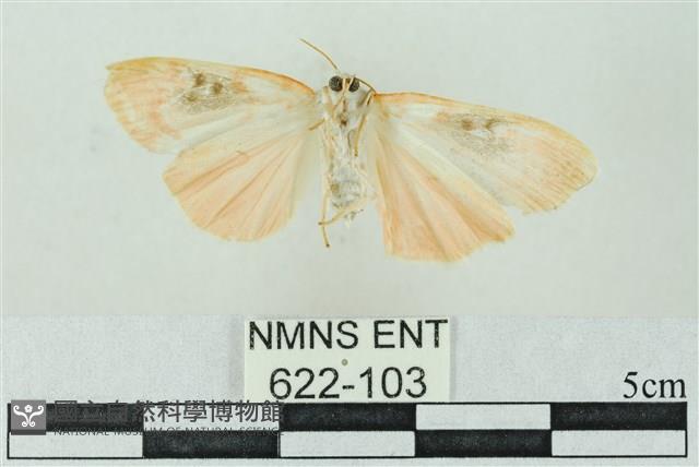 臺雪苔蛾藏品圖，第2張