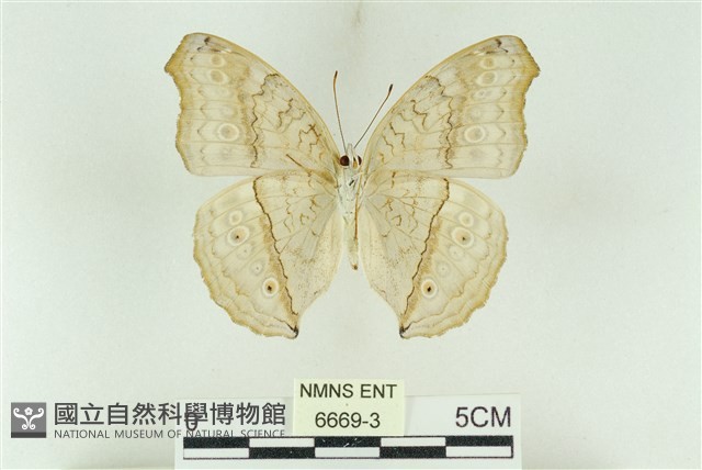 波紋眼蛺蝶藏品圖，第2張