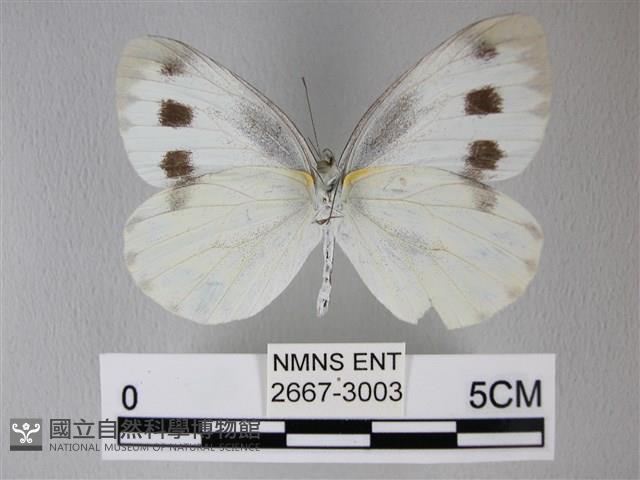 緣點白粉蝶藏品圖，第2張