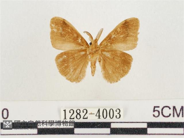 小白紋毒蛾藏品圖，第2張