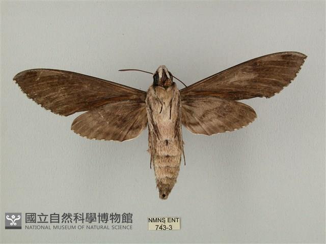 蝦殼天蛾藏品圖，第2張