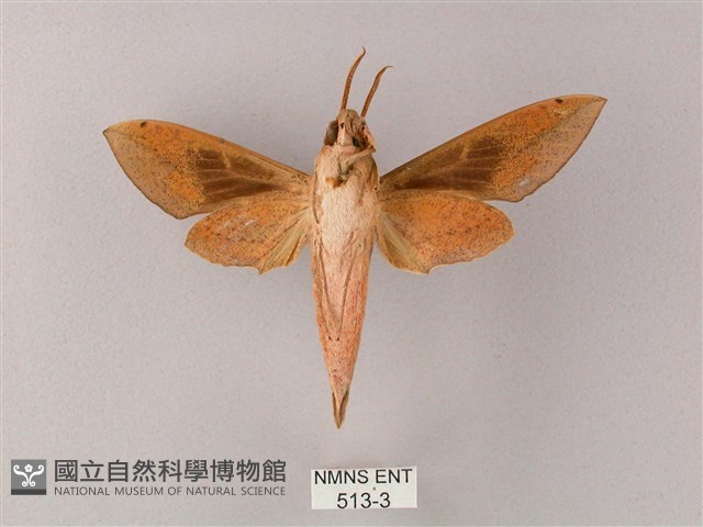 藏斜紋天蛾藏品圖，第2張