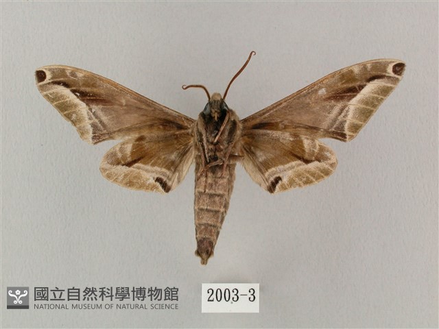 白點天蛾 藏品圖，第2張