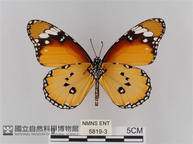 樺斑蝶藏品圖，第2張