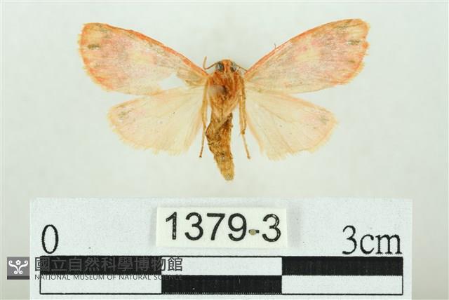 三色豔苔蛾藏品圖，第2張