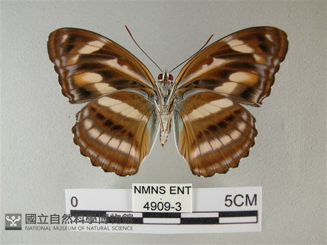 雙色帶蛺蝶藏品圖，第2張