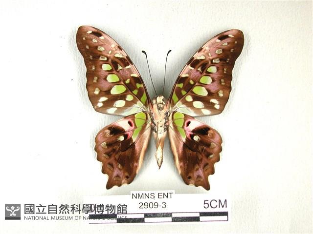 翠斑青鳳蝶藏品圖，第2張