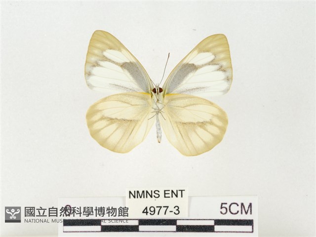 鑲邊尖粉蝶藏品圖，第2張