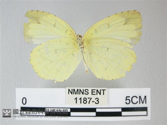 荷氏黃蝶藏品圖，第2張